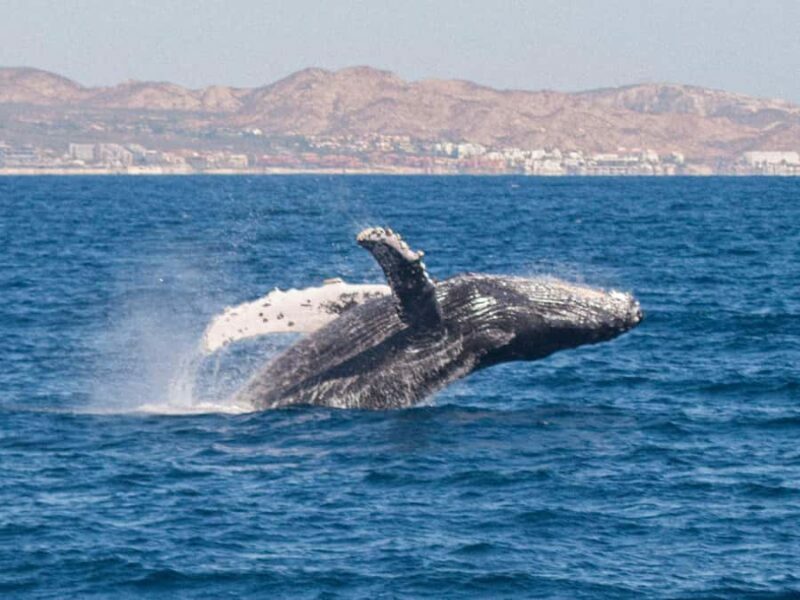 Cabo San Lucas: Whale Watching Tour with Buffet & Open Bar - What to Expect on the Tour