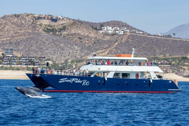 Cabo San Lucas: Whale Watching Tour with Buffet & Open Bar - The Verdict: Who Is This Tour Best For?