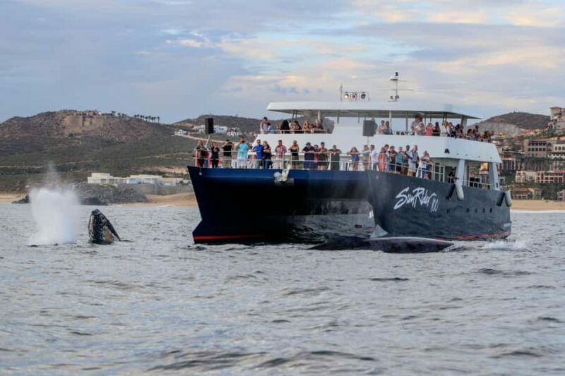 Cabo San Lucas: Whale Watching Tour with Buffet & Open Bar - Practical Tips for Travelers