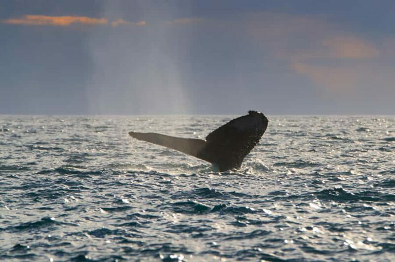 Cabo San Lucas: Whale Watching Tour with Buffet & Open Bar - Final Thoughts