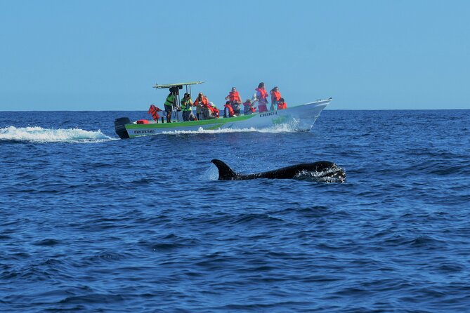 Cabo San Lucas Whale Watching Tour With Photos Included - Whale Sighting Guarantee