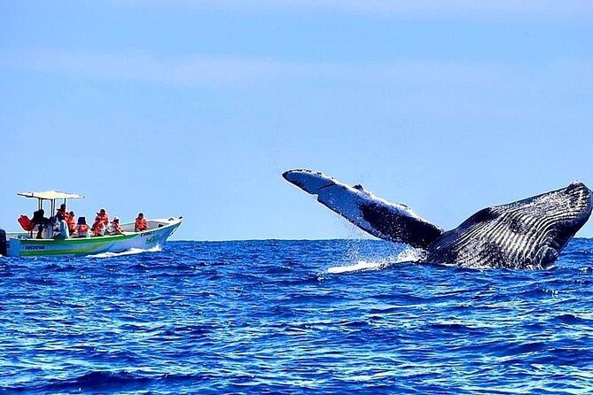 Cabo San Lucas Whale Watching Tour With Photos Included - Bottled Water Provided