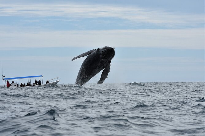 Cabo San Lucas Whale Watching Tour With Photos Included - Accessibility and Recommendations