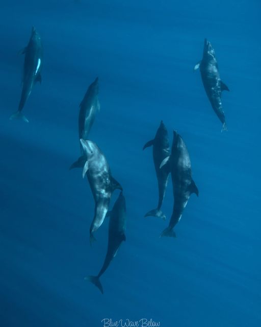 Cabo San Lucas:Ocean Safari in the Pacific and Sea of Cortez - Key Points