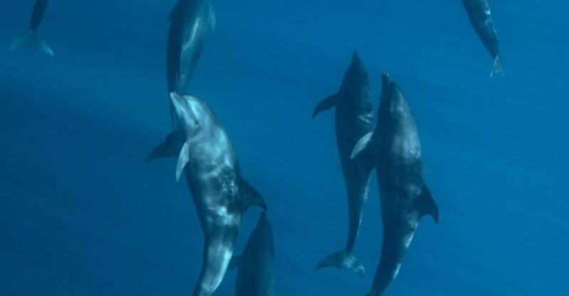 Cabo San Lucas:Ocean Safari in the Pacific and Sea of Cortez - Experience Highlights