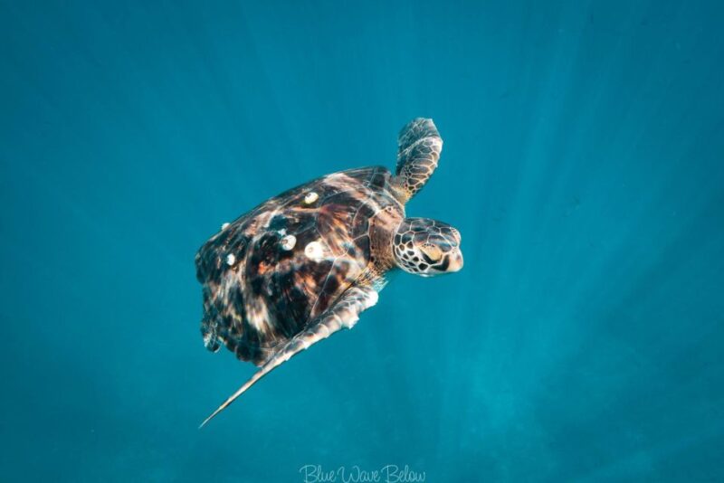 Cabo San Lucas:Ocean Safari in the Pacific and Sea of Cortez - Included Amenities