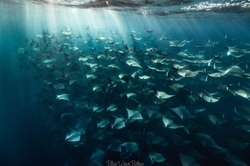 Cabo San Lucas:Ocean Safari in the Pacific and Sea of Cortez - Capturing Memories Through Photos and Videos
