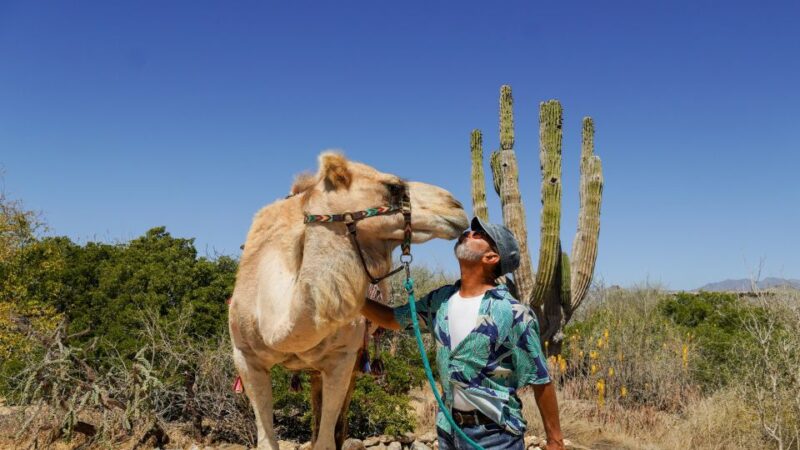 Cabo: Todos Santos Tour With Camel Ranch, Tequila, and Lunch - Participant Restrictions