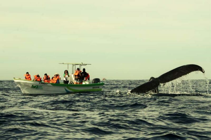 Cabo: Whale-Whatching Boat Trip w/ All-Women Crew and Photos - An Up-Close Look at the Experience