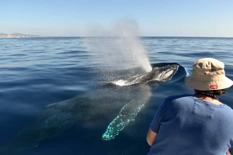 Cabo: Whale-Whatching Boat Trip w/ All-Women Crew and Photos - FAQs