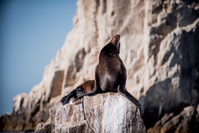 Cabo Wildlife SAFARI - Accessibility and Health Considerations