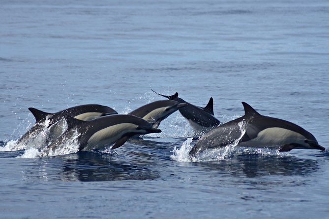 Cabo Wildlife SAFARI - Customer Reviews and Ratings