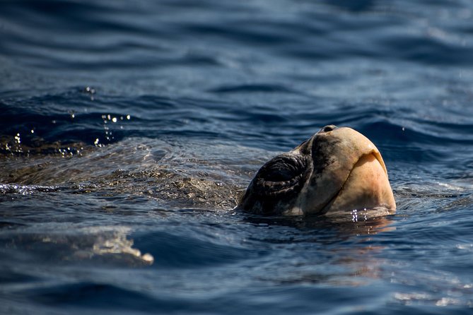 Cabo Wildlife SAFARI - Frequently Asked Questions