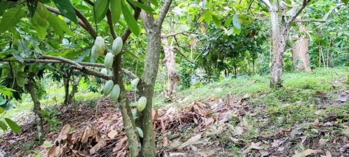 Cacao and Coffee Tour - Recap