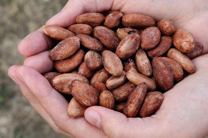 Cacao Farm and Hands-On Chocolate Making With 3-Course Meal in Guayaquil - Exceptional Reviews and Traveler Feedback