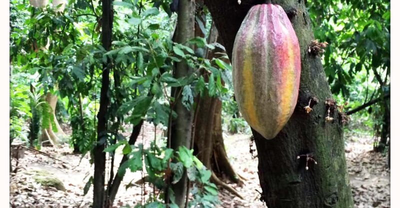CACAO FOREST TOUR - Experience Highlights