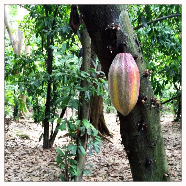CACAO FOREST TOUR - Participant Information