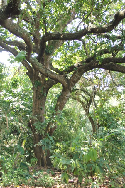 CACAO FOREST TOUR - Traveler Reviews