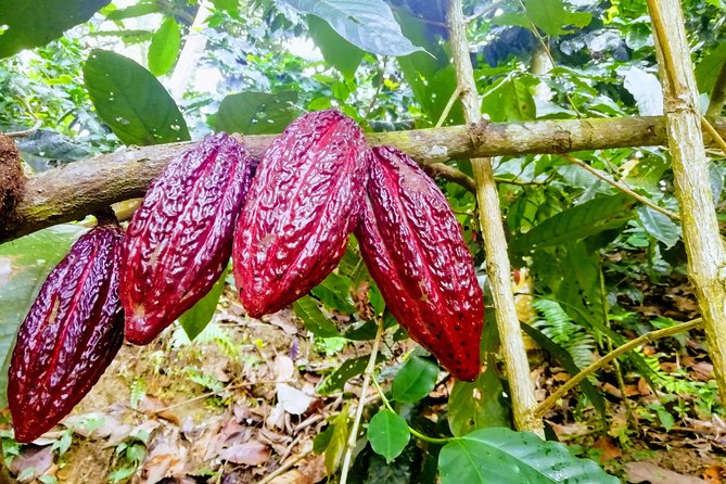 Cacao Indigenous Tour - Private Tour - Key Points