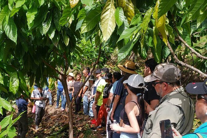 Cacao Walking Tour in Puerto Rico - Exploring the Cacao Walking Tour in Puerto Rico: A Sweet Adventure