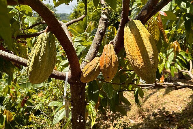 Cacao Walking Tour in Puerto Rico - An In-Depth Look at the Cacao Walking Tour