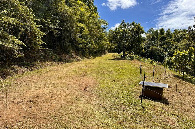 Cacao Walking Tour in Puerto Rico - Frequently Asked Questions
