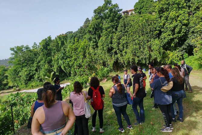 Cacao Walking Tour in Puerto Rico - Final Thoughts