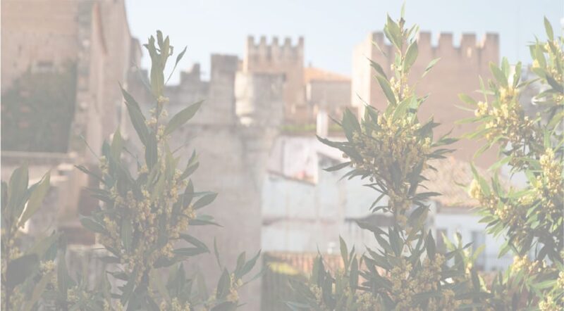 Cáceres: City Highlights Walking Tour With Local Guide - Key Points