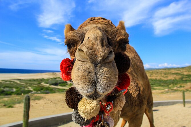 Cactus Combo Combine Two of Your Favorite Desert Tours - Bilingual Guides and Safety Equipment