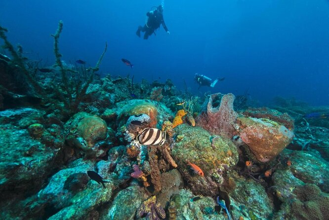 Cades Reef Snorkel Cruise From St. Johns Antigua - About Your Stay