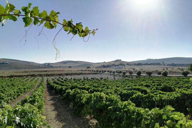 Cadiz and Jerez Day Trip From Seville - Positive Guest Reviews