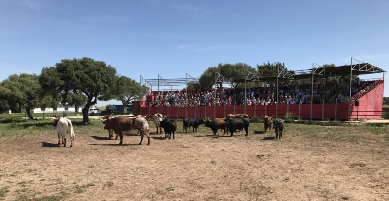Cadiz: Andalusian Horses and Bulls Country Show - Experience Highlights