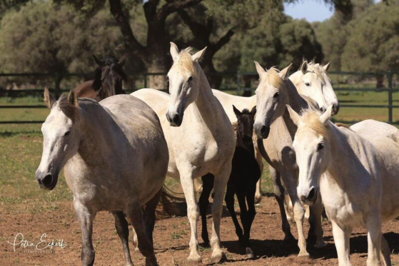 Cadiz: Andalusian Horses and Bulls Country Show - Booking Information