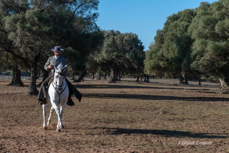 Cadiz: Andalusian Horses and Bulls Country Show - Customer Reviews and Ratings