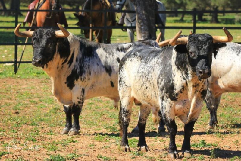 Cadiz: Andalusian Horses and Bulls Country Show - Andalusian Horses