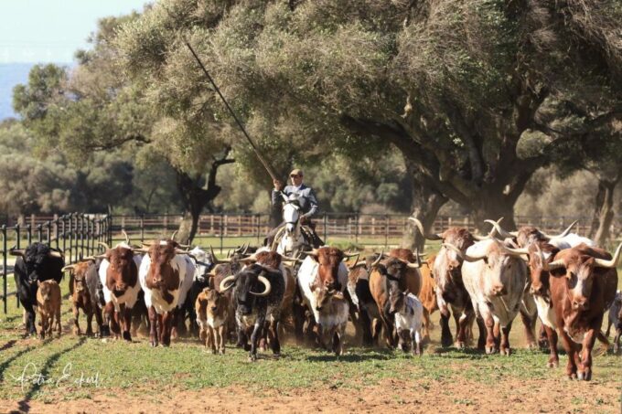 Cadiz: Andalusian Horses and Bulls Country Show - Performance and Riders