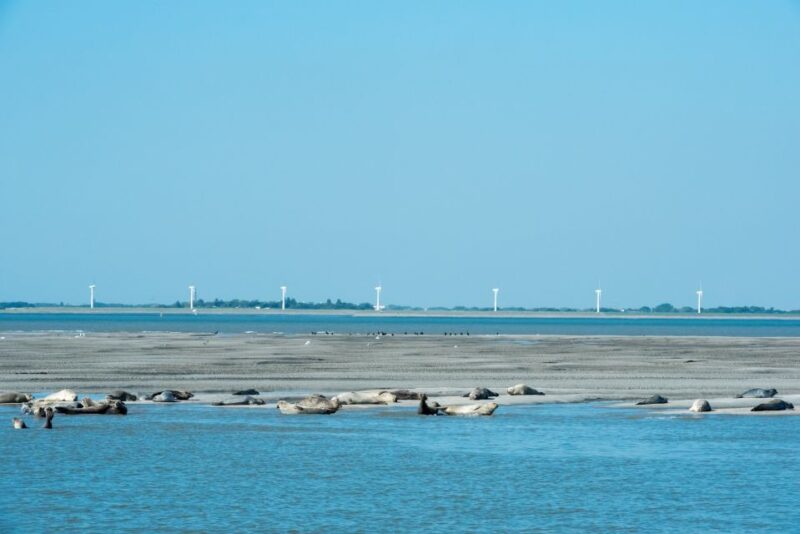 Cadzand: Seal Discovery Boat Tour With Glass of Champagne - Important Information