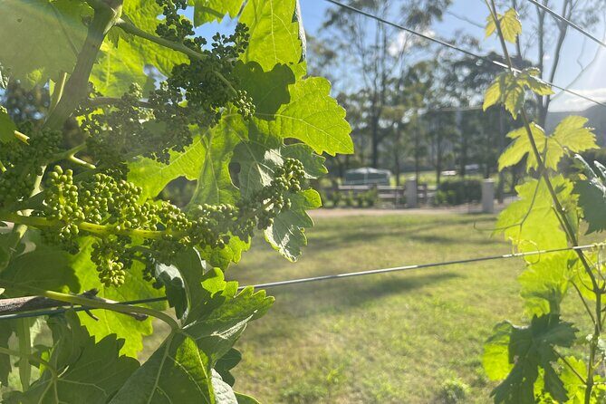 Cael's Gate Wine and Ploughmans Lunch in Hunter Valley - A Closer Look at Cael’s Gate Experience