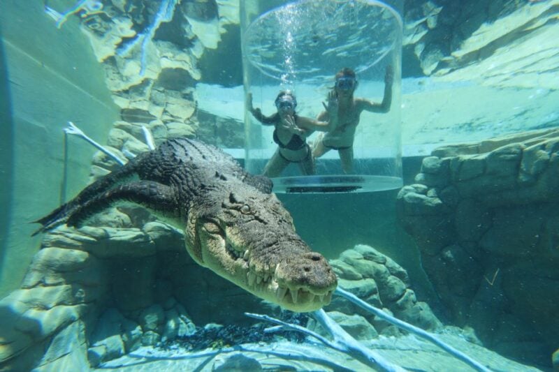 Cage Of Death Crocodile Swim and Entry to Crocosaurus Cove - Activities and Highlights