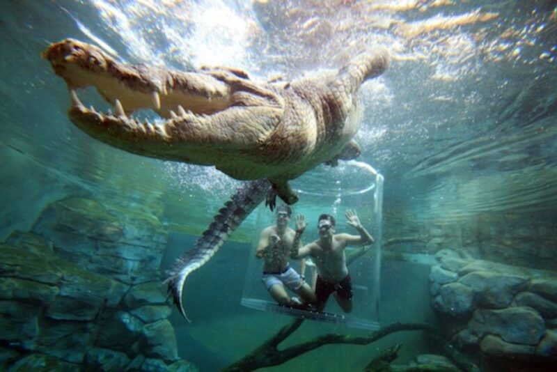 Cage Of Death Crocodile Swim and Entry to Crocosaurus Cove - Logistics