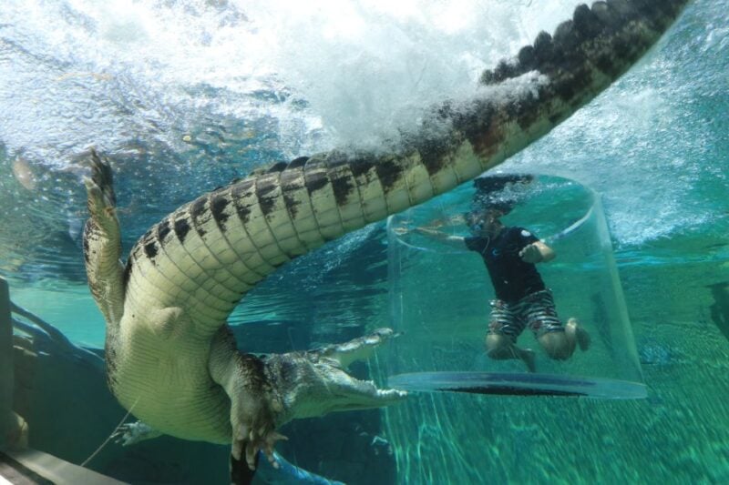 Cage Of Death Crocodile Swim and Entry to Crocosaurus Cove - Location