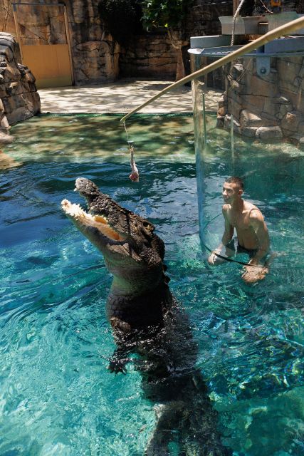 Cage Of Death Crocodile Swim and Entry to Crocosaurus Cove - Arrival and Check-in