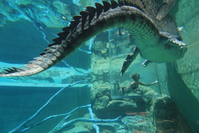 Cage Of Death Crocodile Swim and Entry to Crocosaurus Cove - Frequently Asked Questions