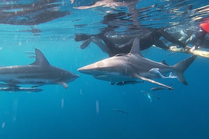 Caged and Cageless Shark Snorkelling on Durbans Aliwal Shoal - Snorkeling Equipment Provided