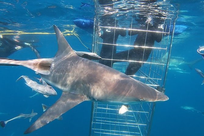 Caged and Cageless Shark Snorkelling on Durbans Aliwal Shoal - Physical Fitness Requirement