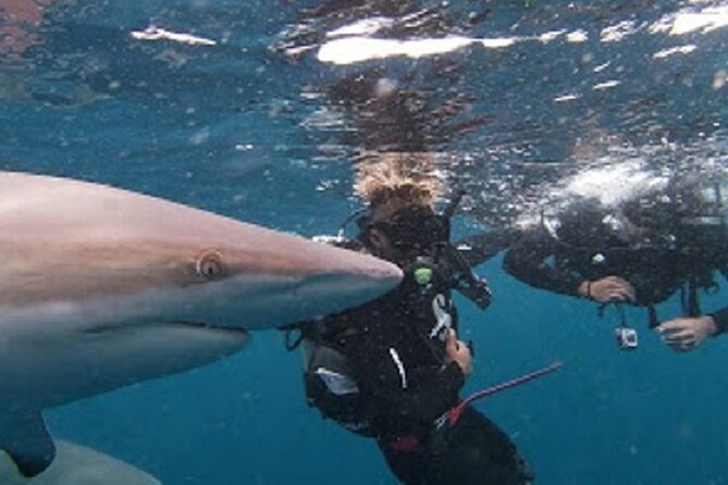Caged and Cageless Shark Snorkelling on Durbans Aliwal Shoal - Pricing and Cancellation Policy