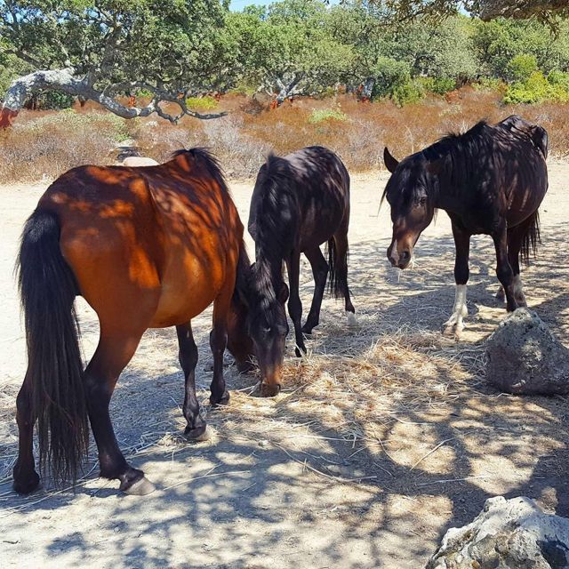 Cagliari: Barumini and Giara Park Tour - Encountering Sardinian Wild Horses