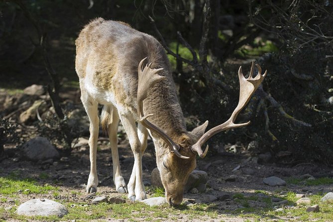 Cagliari: Is Cannoneris Nature Reserve Jeep and Walking Private Tour From Chia - Exploring the Lush Holm Oak Forests