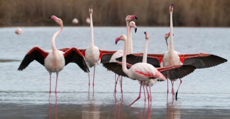 Cagliari: Molentargius Natural Park Segway Tour With Coffee - Itinerary Highlights