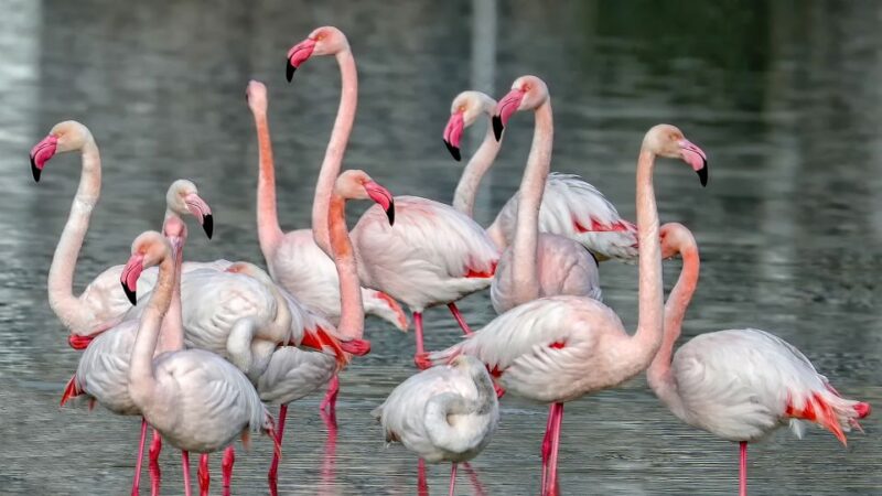 Cagliari: Molentargius Natural Park Segway Tour With Coffee - Booking Options